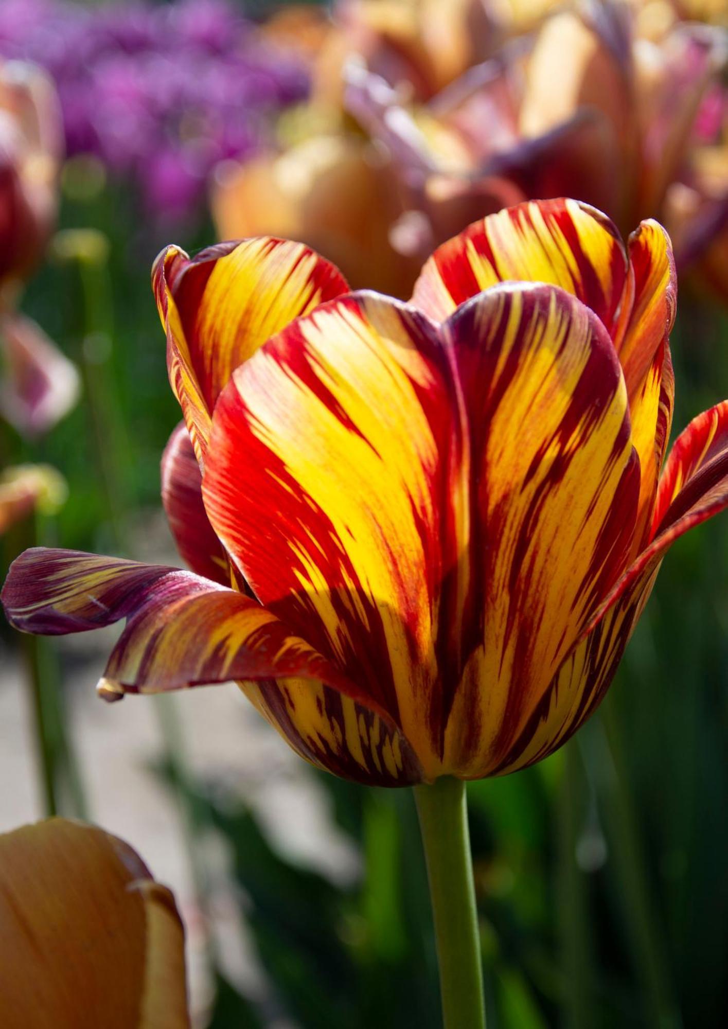 Bed and Breakfast Bloem & Bed 't Zand Esterno foto